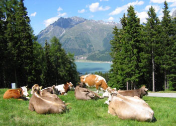 urlaub auf dem bauernhof in graun reschenpass vinschgau